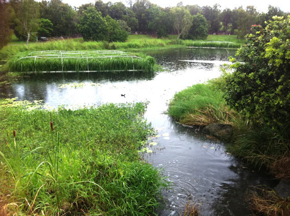 Islands, Aqua Biofilter, Aquaponics, Floating Reedbeds, Aquaponics 