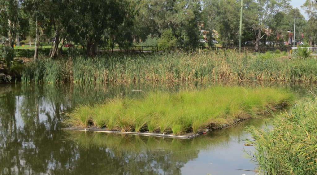 AquaBiofilter Floating Wetlands Floating Islands Floating Reed Beds Wagga 1