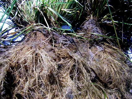 Bega floating reedbed roots at trial completion 1