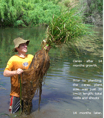 Bega floating reedbed roots at trial completion 2