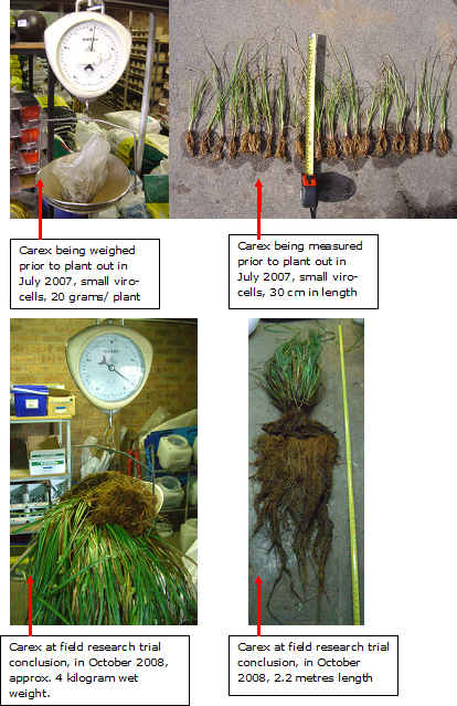 Bega floating reedbed roots at trial completion 3