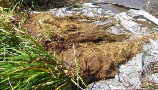 Bega floating reedbed roots at trial completion