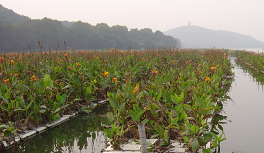 Wetlands, Floating Islands, Aqua Biofilter, Biofilter Grows Rice