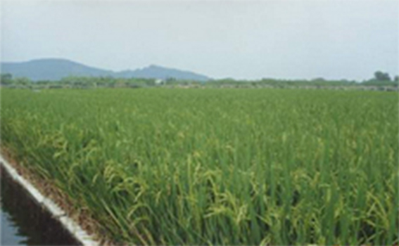 Wetlands, Floating Islands, Aqua Biofilter, Biofilter Grows Rice 