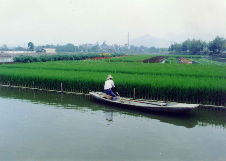 Wetlands, Floating Islands, Aqua Biofilter, Biofilter Grows Rice 