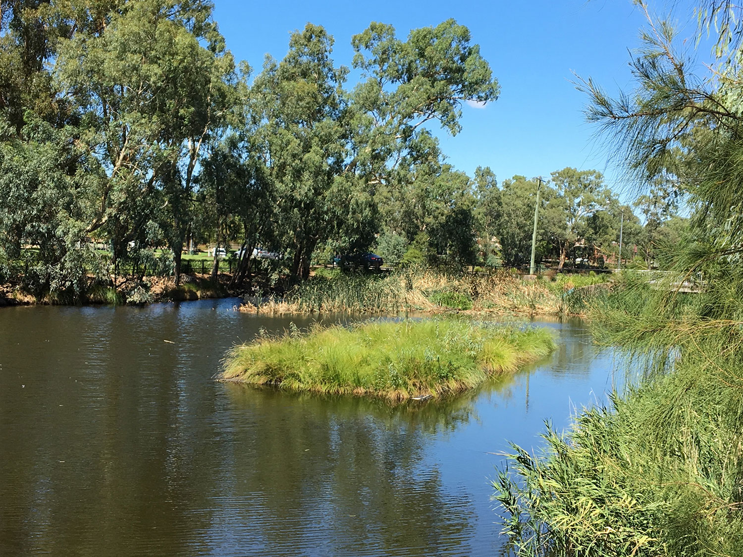 AquaBiofilter Floating Wetlands Floating Islands Floating Reed Beds Wagga 1